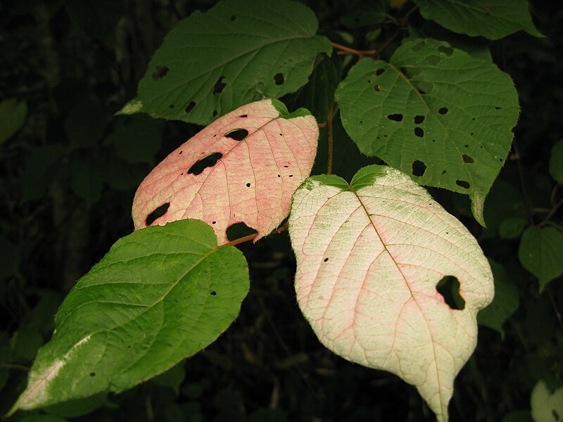 File:Actinidia kolomikta 02.JPG