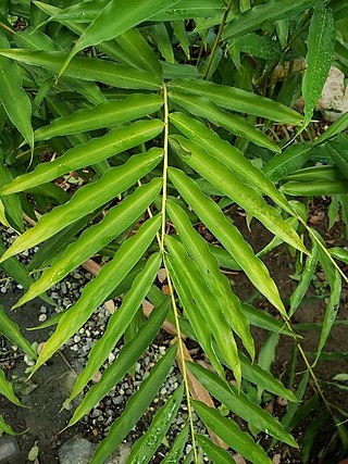 <i>Aframomum daniellii</i> Species of plant