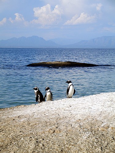 Три ослиных пингвина (Spheniscus demersus) на пляже около Кейптауна (Южная Африка)