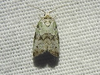 <i>Afrida ydatodes</i> Species of moth