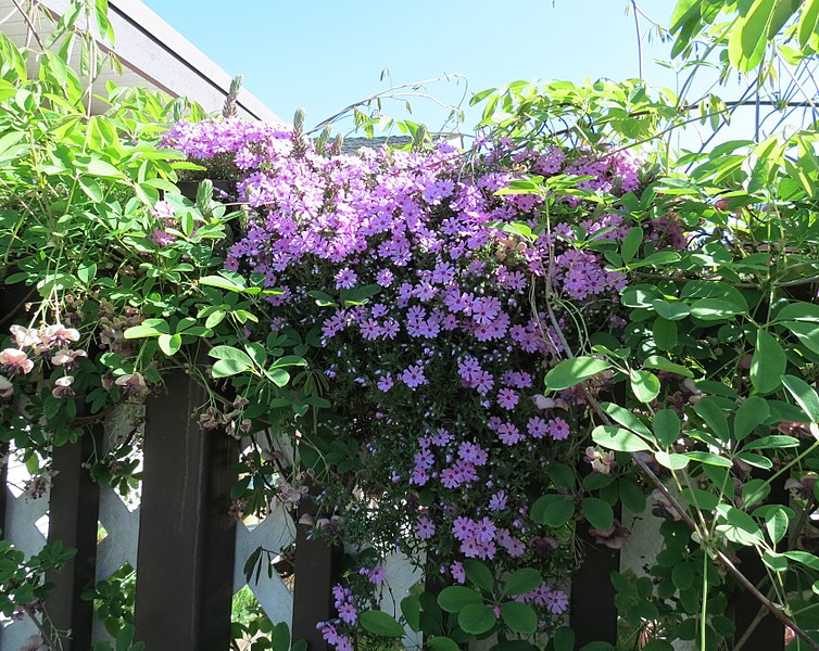 File:Akebia quinata and Phlox subulata 02.jpg