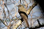 Thumbnail for File:Alder-Willow Flycatcher Smith Oaks High Island TX 2018-04-27 12-46-30 (41300107915).jpg