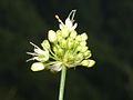 Vignette pour Allium ericetorum
