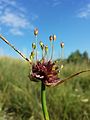 Inflorescence