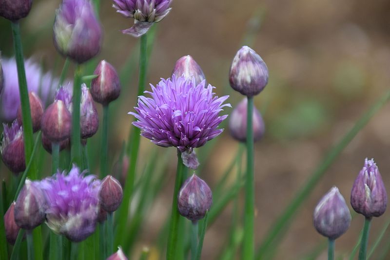 File:Allium schoenoprasum in Botanical Garden of Besançon004.JPG