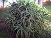 Aloe Kedongensis Planta2 TorrelaMata.jpg