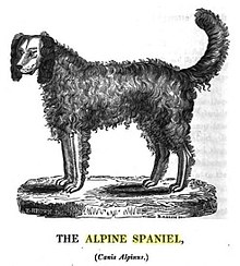 Alpine spaniel sales