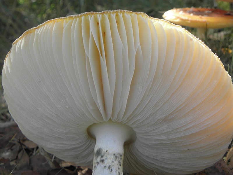 File:Amanita muscaria R.H. (11).jpg