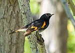 Thumbnail for File:American redstart in JBWR (24754).jpg