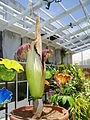 Amorphophallus titanumFairchild Gardens, Miami, "Audrey III", 20 May 2006.