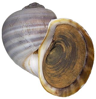 <i>Pila ampullacea</i> Species of gastropod