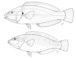 <i>Anampses</i> Genus of fishes