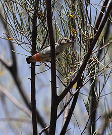 Mistletoebird (Dicaeum hirundinaceum), Northern Territory, Australia