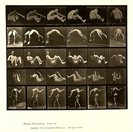 Tập_tin:Animal_locomotion._Plate_522_(Boston_Public_Library).jpg