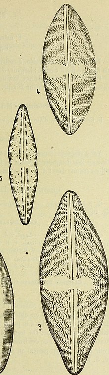 Anomoeoneis sphaeophora (1921) (14801208283) (cropped).jpg
