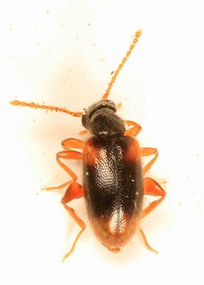 <i>Zonantes fasciatus</i> Species of beetle