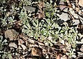 Antennaria parvifolia kz05.jpg