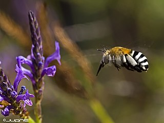 <i>Amegilla canifrons</i> Species of bee