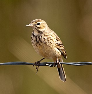 Buff-bellied pipit Species of bird