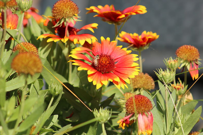 File:Apis mellifera on Gaillardia pulchella 010.JPG