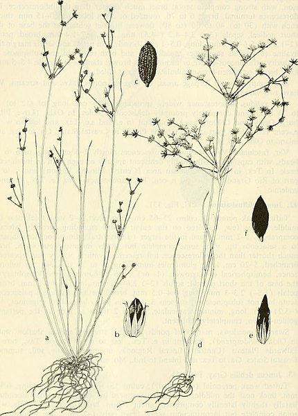 File:Aquatic and wetland plants of southwestern United States (1972) (19561724898).jpg