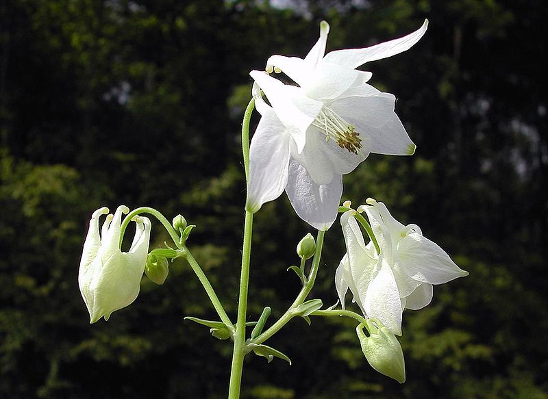 File:Aquilegia vulgaris var. alba 01.jpg