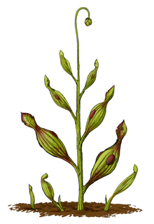 Artist's restoration of Archaeamphora longicervia, the earliest known carnivorous plant Archaeamphora longicervia.png