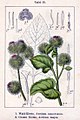 Arctium lappa (as syn. Arctium majus) vol. 14 - plate 15 in: Jacob Sturm: Deutschlands Flora in Abbildungen (1796) (fig. 2)