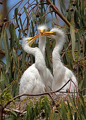 Grande Aigrette: Description, Répartition et habitat, Écologie et comportement