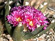 Ariocarpus agavoides