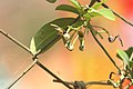 Aristolochia indica flower; ഗരുഡക്കൊടി-പൂവ് 01.jpg