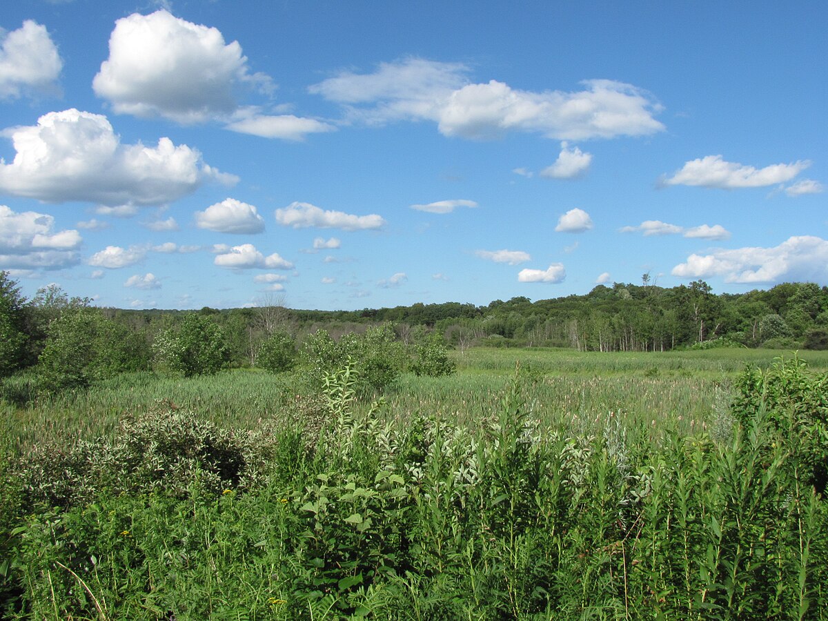 What animals live in a meadow?