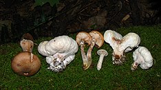 Armillaria gallica 57535.jpg