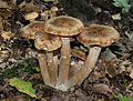 * Nomination Honey agaric Armillaria mellea -- George Chernilevsky 18:36, 24 September 2011 (UTC) * Promotion Good quality -- Jean-Pol GRANDMONT 19:15, 24 September 2011 (UTC)