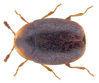 Corylophidae Family of beetles