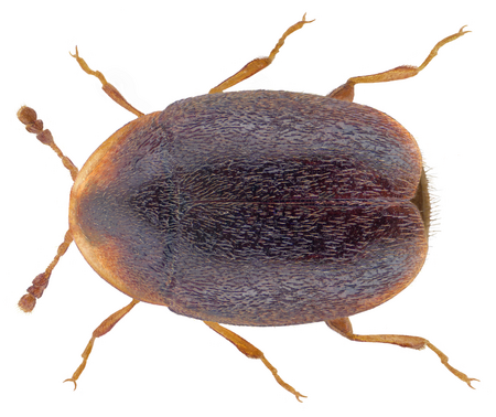 Corylophidae