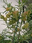 Asclepias physocarpa2.jpg