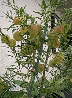 <i>Gomphocarpus physocarpus</i> Species of flowering plant