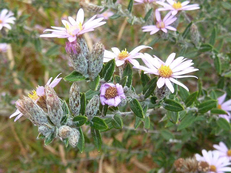 File:Athrixia phylicoides, loof en blomhofies, Krantzkloof NR.jpg