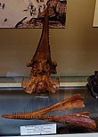 Fossilized skull of the Miocene dolphin Atocetus Atocetus iquensis skull mandible mio med.JPG