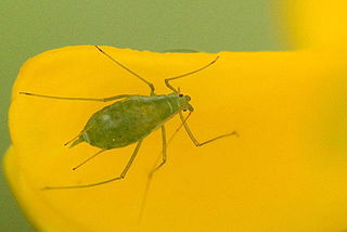 <i>Aulacorthum solani</i> Species of true bug