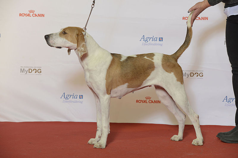 File:BIR Grupp 6- AMERICAN FOXHOUND, Jääräpää Flikka (23607404123).jpg