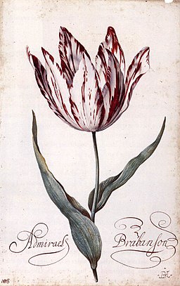 Balthasar van der Ast - Tulip - WGA01050.jpg