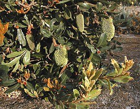 Descrição da imagem do Banksia lemanniana latebud.JPG.