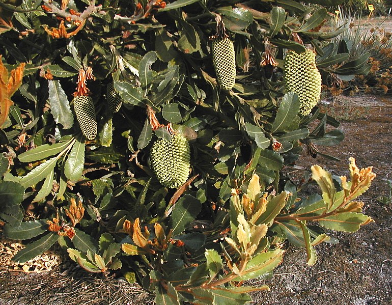File:Banksia lemanniana latebud.JPG