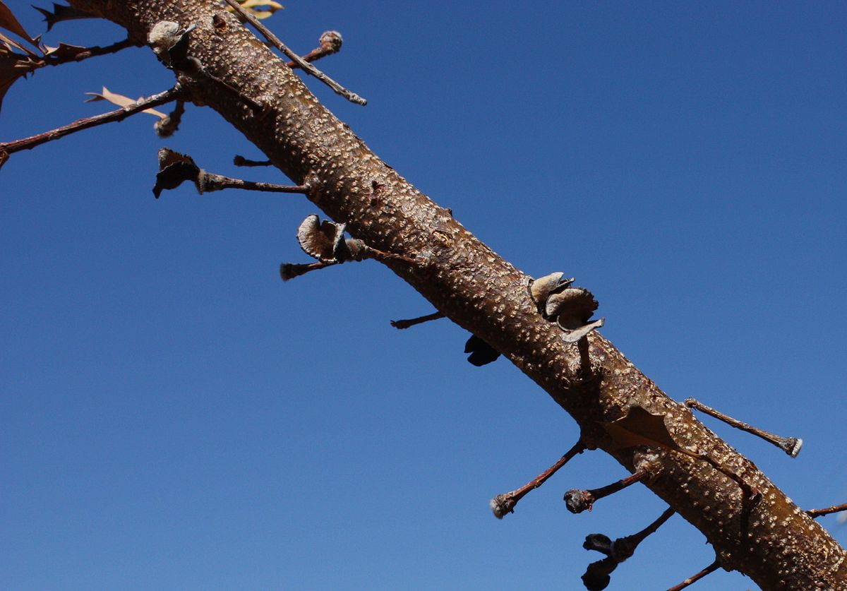 A straight length of brown branch， spotted with white dots， with numerous short twigs sticking out. Some of the twigs terminate in a flat pad， others in an open follicle.