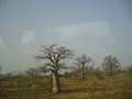 Foresta di baobab appena entrati in Malì.