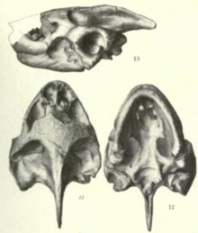 Baptemys wyomingensis.png