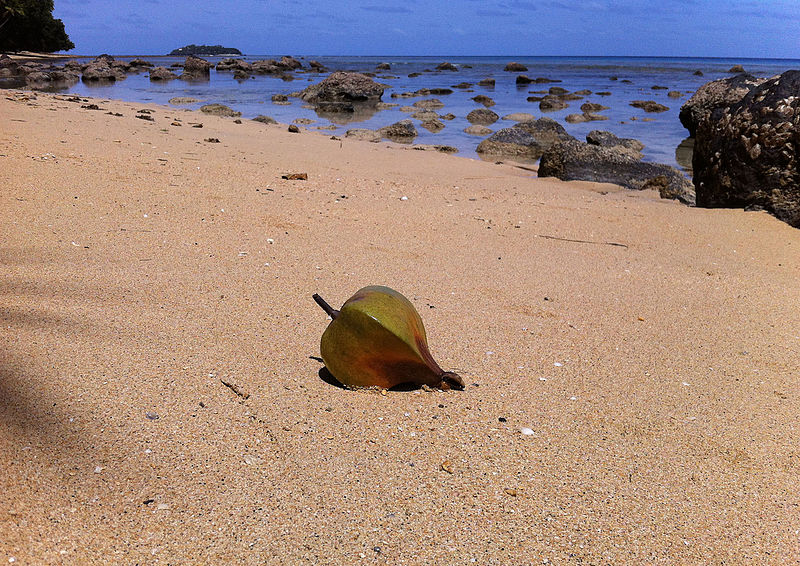 File:Barringtonia asiatica fruit on beach Beqa Fiji.jpg