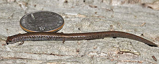 <span class="mw-page-title-main">Santa Lucia Mountains slender salamander</span> Species of amphibian